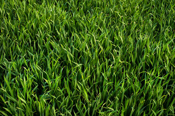 green sprouts of winter wheat or rye, top view