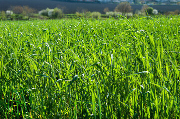 green shoots of wheat, vegetation, field in spring, illuminated by the sun