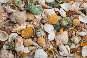 scallop sea shells piled together background