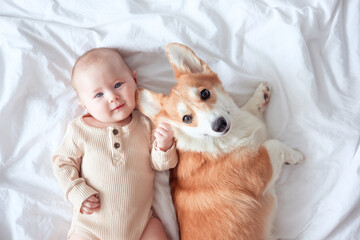 A smiling infant and ginger corgi pembroke laying on a white sheet and looking at the camera, top view. The concept of relationships between baby and dog. A baby holds a pet's muzzle.