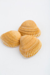 beautiful seashells isolated on a white background