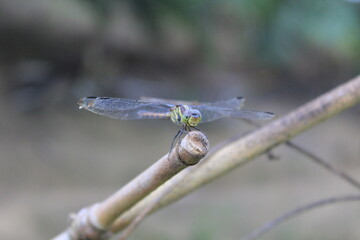 Dragonfly on a branch