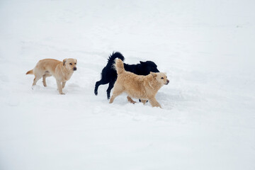 Three dogs running