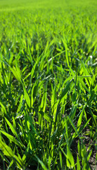 close up, green young shoots of wheat in spring, vegetation tillering, glow