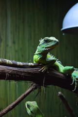 green lizard on a branch. iguana on the branch.
