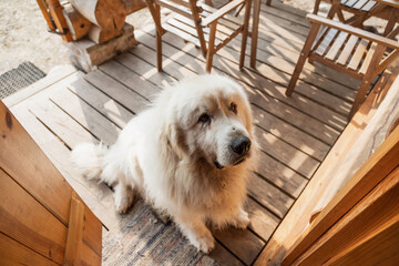 Big white dog on the veranda of the house - 423804746