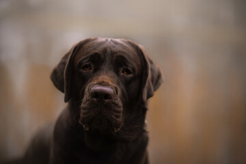 Chocolate Labrador