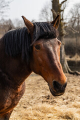 Close-up portrait of a brown horse - 423804918