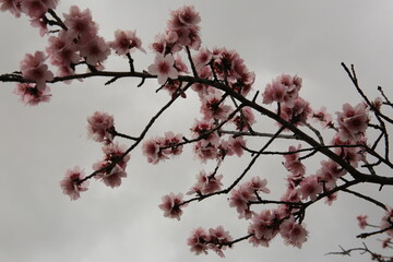 Primavera