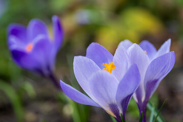 close-up of blue purple crocus flower