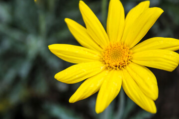 Senecio angulatus flowers in the garden