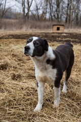 Beautiful farm guard dog - 423805708
