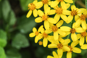 Senecio angulatus flowers in the garden