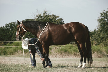 Western lifestyle shows cowboy working with bay quarter horse in summer field.