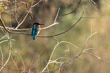 common kingfisher