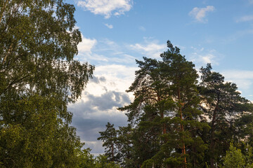 Fototapeta na wymiar Tops of green forest trees on blue sky and white clouds background on sunny summer day. Sweden.