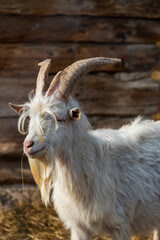 Portrait of a goat on a farm - 423806352