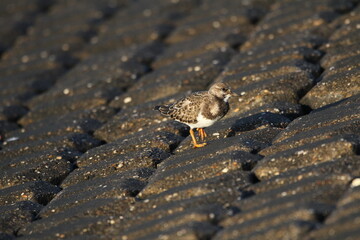 a ruddy turnstone walks at the seawall of the westerschelde sea at the dutch coast closeup