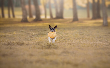 Jack Russel Terrier