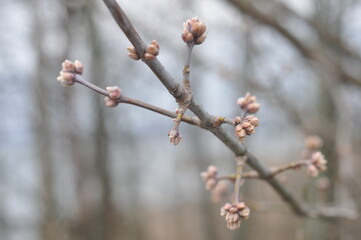 Spring © Irek