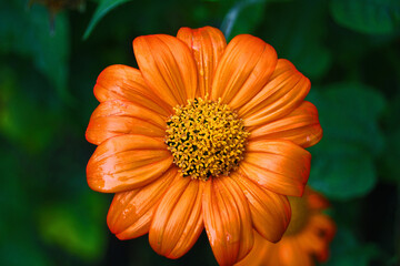 orange flower