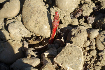 greffon de plant de vignes