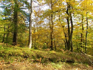 Colorful beech and sessile oak forest in orange autumn colors in Slovenia