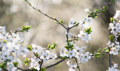 Blossoming tree branches, white flowers of cherry tree, spring blossom in sunny morning closeup