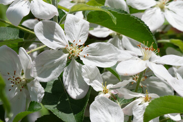 Spring apple flower blossoms in sunshine