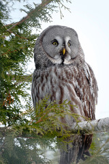 Portrait of great grey owl, strix nebulosa, sitting on trees branch.