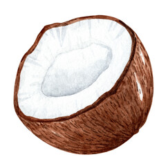 Watercolor coconut isolated on white background. Tropical fruit hand drawn illustration