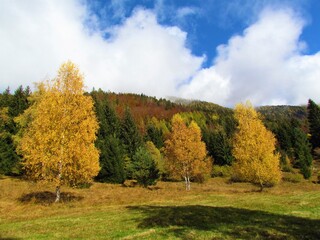 Birch trees in yellow autumn colors on a meadow and a forest behind in Slovenia
