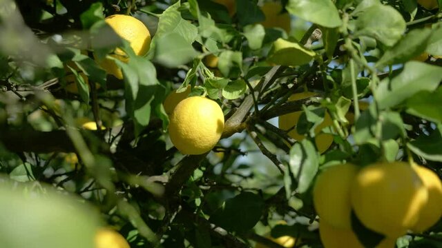 ripe lemons hanging on a lemon tree. growing lemon. detail of lemon tree with ripe lemons ready to harvest, citrus orchard