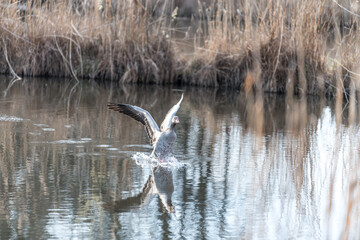 goose landing on lake