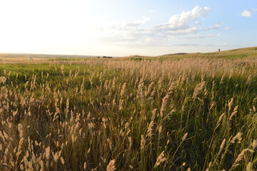 Wheat fields at golden hour at Badlands National Park