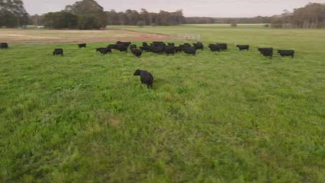 Orbit black cows stand grazing on meadow field during sunset on countryside farm In Margaret River, Western Australia. Aerial shot in 4K