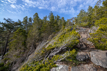 rocky trail through evergreen forest