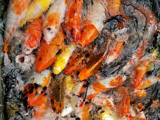 Obraz na płótnie Canvas close up of fish
