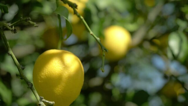 ripe lemons hanging on a lemon tree. growing lemon. detail of lemon tree with ripe lemons ready to harvest, citrus orchard