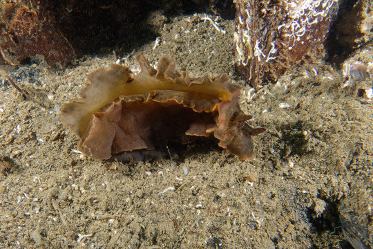 「Limbata」の画像 85 件の Stock 写真、ベクターおよびビデオ Adobe Stock