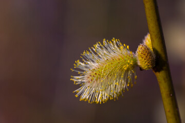 Willow Catkins in Early Spring. Pussy willow spring time background. willow branches spring background, abstract blurred view of spring. Soft spring background with pussy willow catkins.