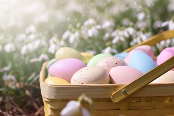 Colourful easter eggs in yellow basket gathered from easter egg hunt with snowdrops in the background