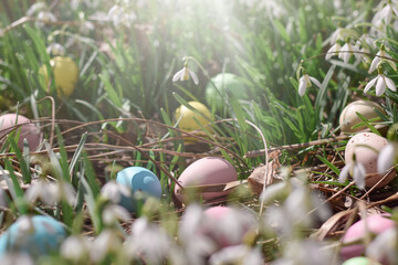 Colour easter eggs laying among spring grass and snowdrops ready for egg hunt