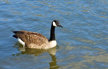 Canada Goose swimming on river with reflections 