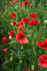 Naklejka premium Blooming red poppies in the field