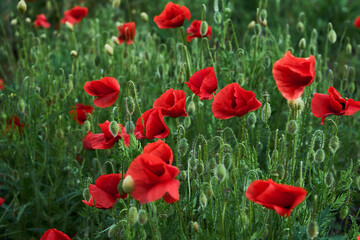 Blooming red poppies in the field