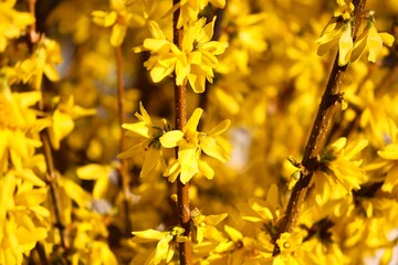 gelber Strauch einer Forsythie blüht im Frühling