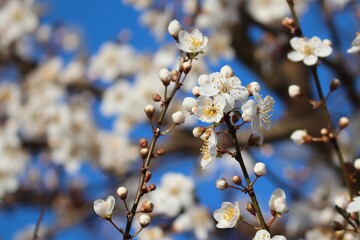 Schwarzdorn mit weißßen Blüten