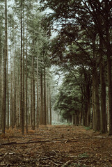 Obraz premium footpath in the woods