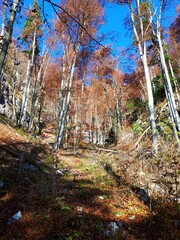 Path leading through a colorful beech forest in autumn